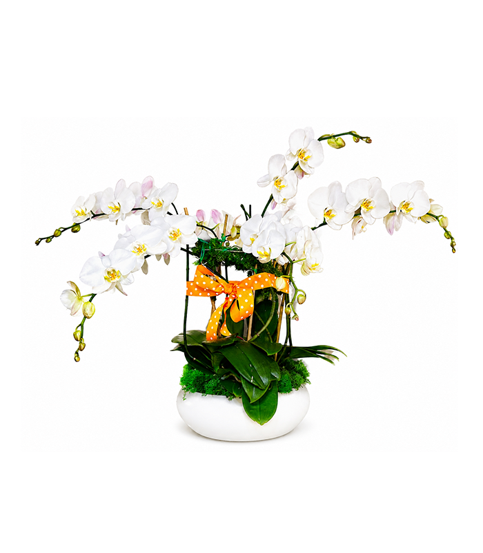 Chelsea Orchid Garden Residential