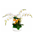 Chelsea Orchid Garden – Deluxe Arrangement (Commercial)