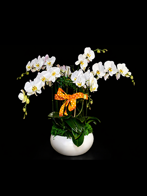 Orchid Garden